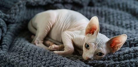 cat nude|Naked Cats: 10 Hairless Cat Breeds